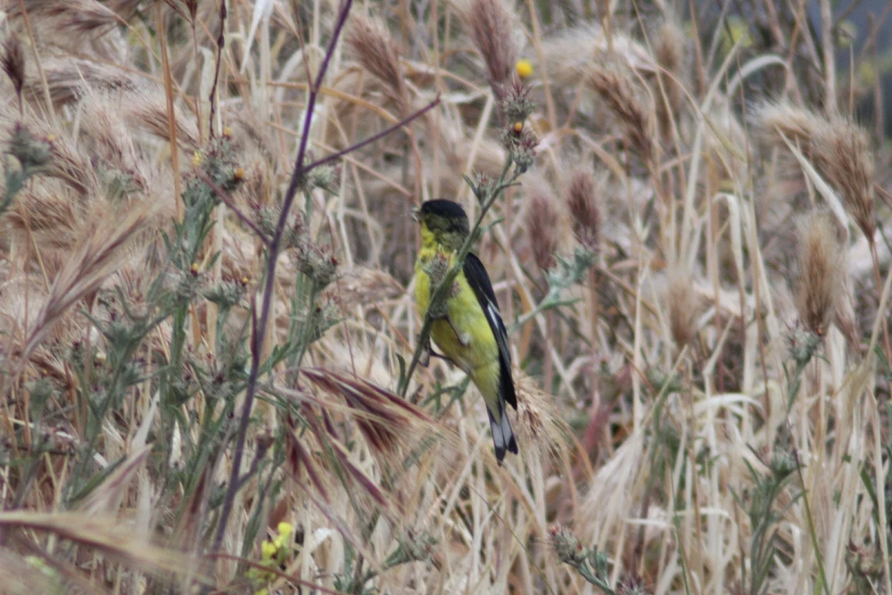 Image uploaded by Deke Smith