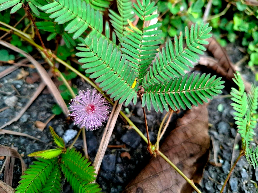 Image uploaded by Edo