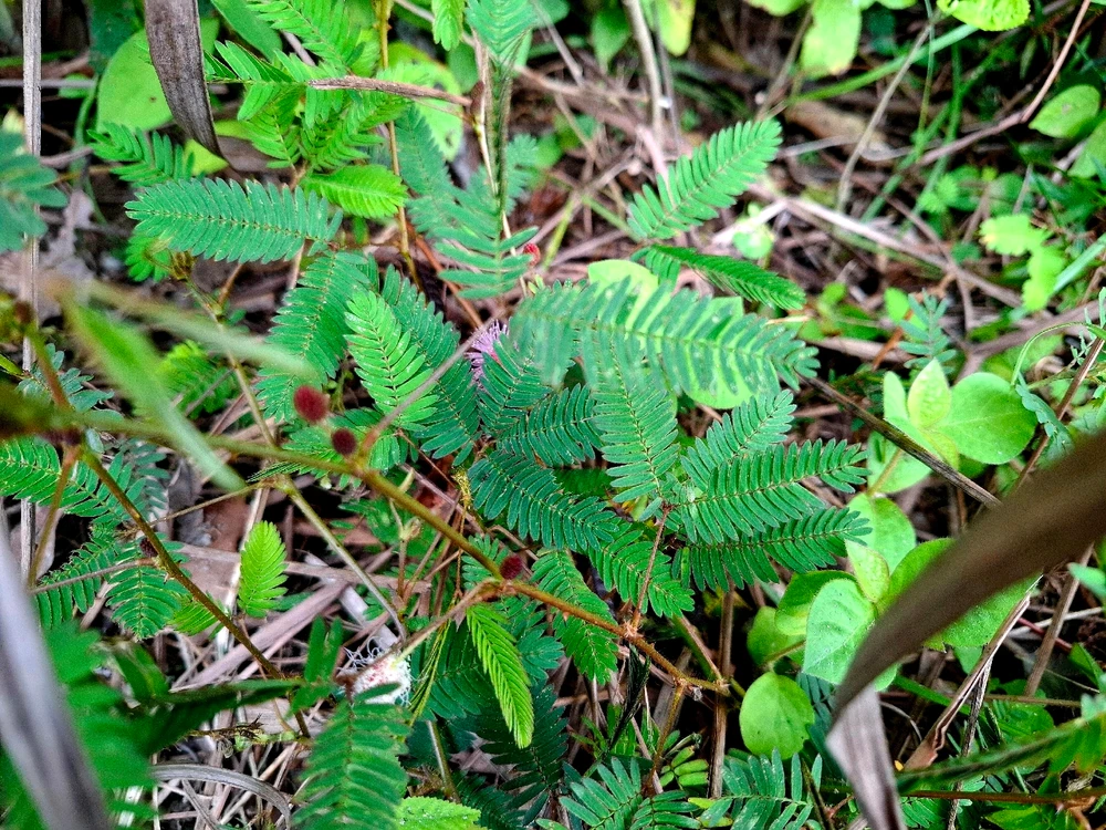 Image uploaded by Edo