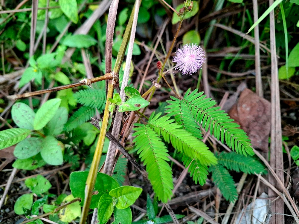 Image uploaded by Edo