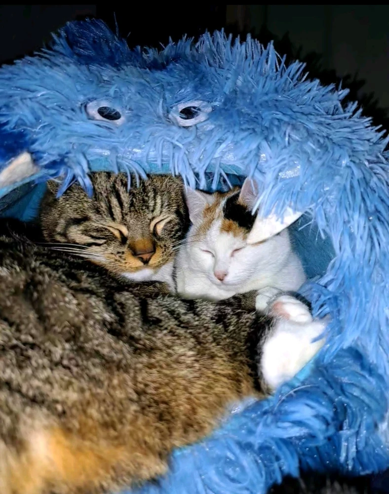 GIF geüpload door Natasja