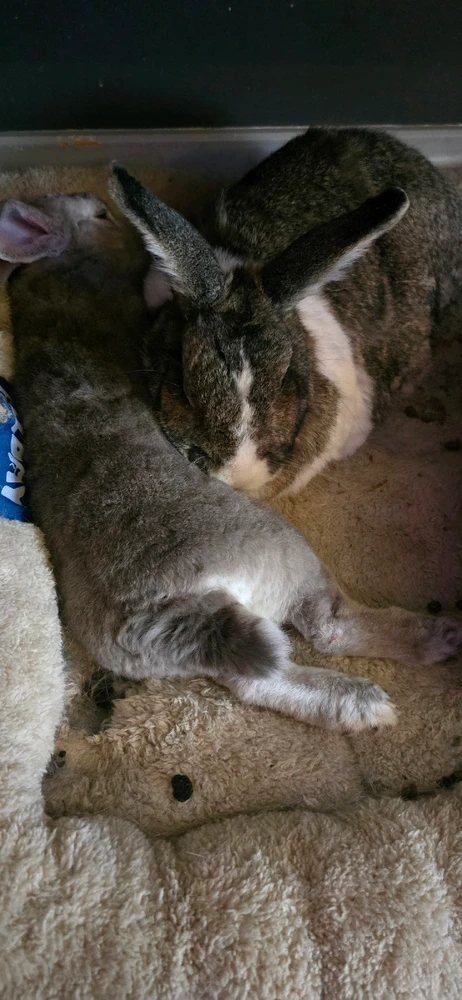 GIF diunggah dening Gareth