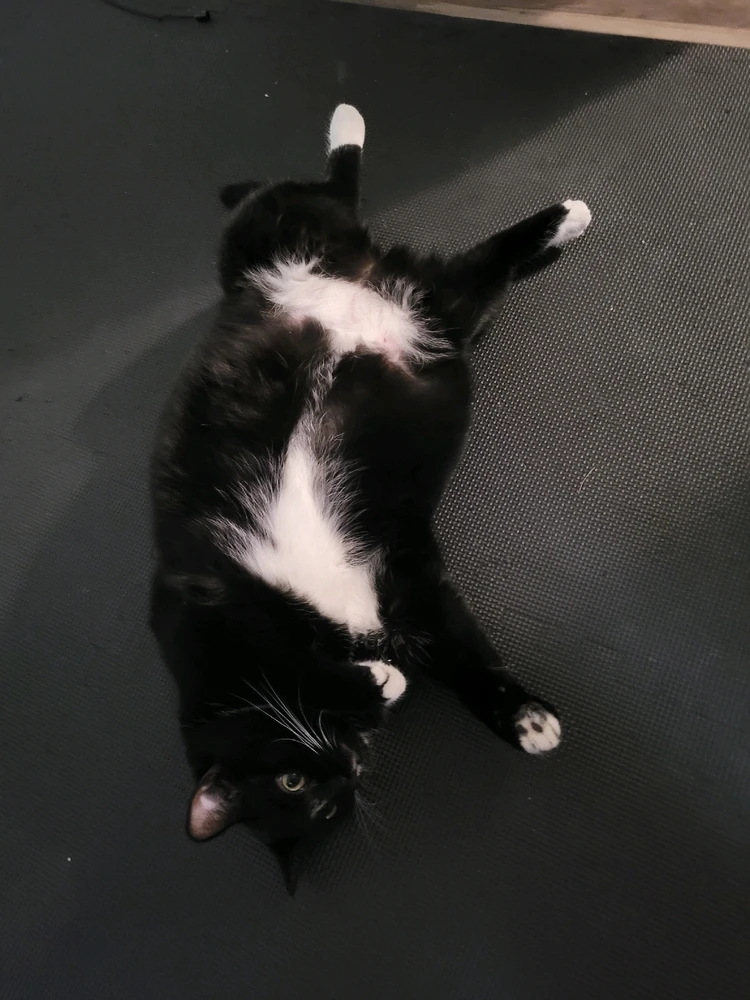 GIF uploaded by Chels