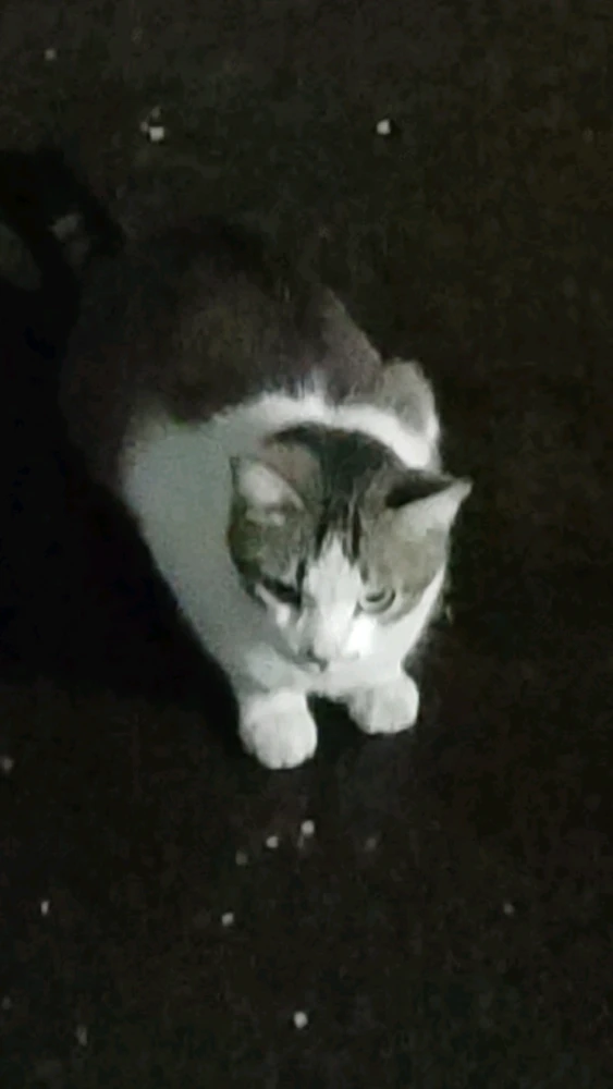 GIF uploaded by Lucas