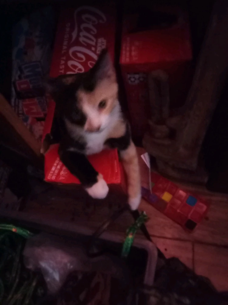 Louie has a thing for soda! She tried Coca-Cola once and now she just loves to sip a bit 😻