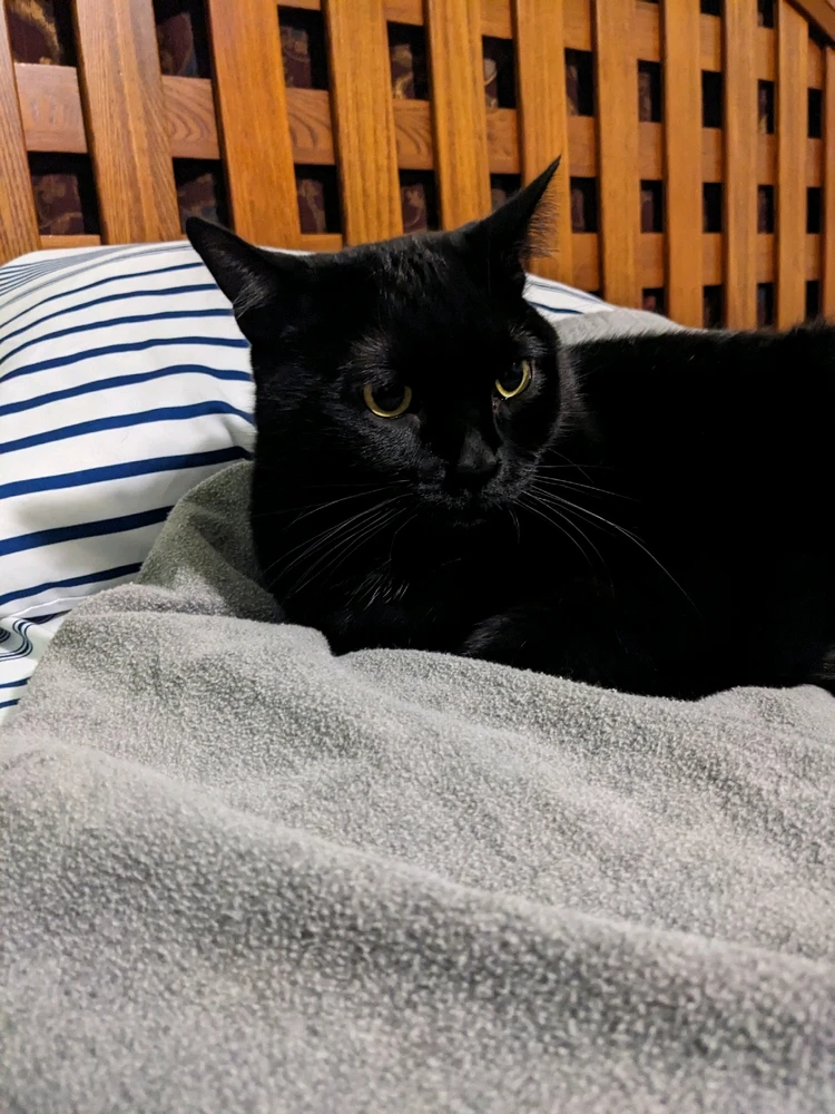 GIF uploaded by Josh