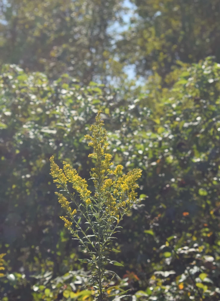 Image uploaded by Kane