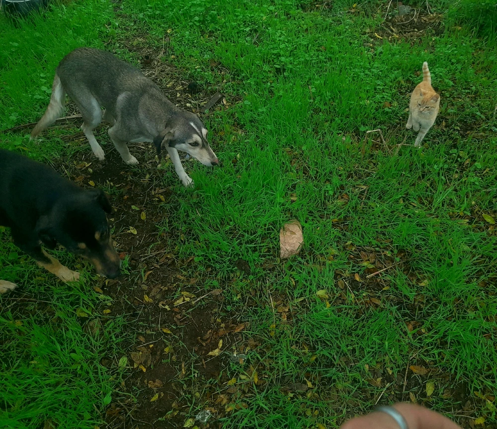 Y ಅಪ್‌ಲೋಡ್ ಮಾಡಿದ GIF