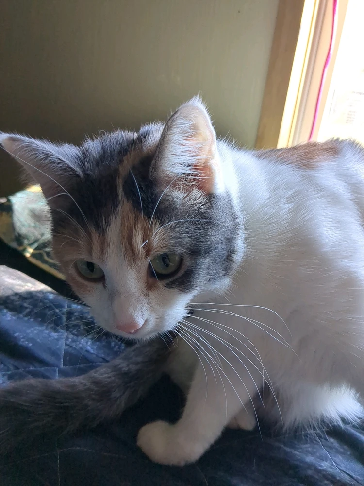 GIF uploaded by Enbaby Ari