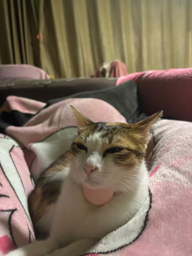 GIF uploaded by Pat♡