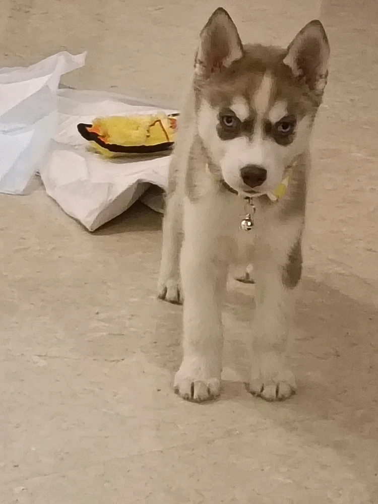 Image uploaded by Jagrit Taneja