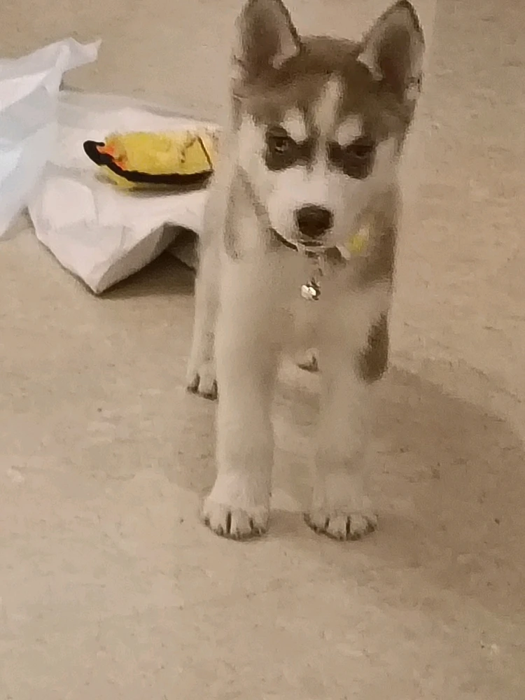 Image uploaded by Jagrit Taneja