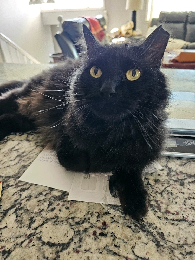 Image uploaded by Josh