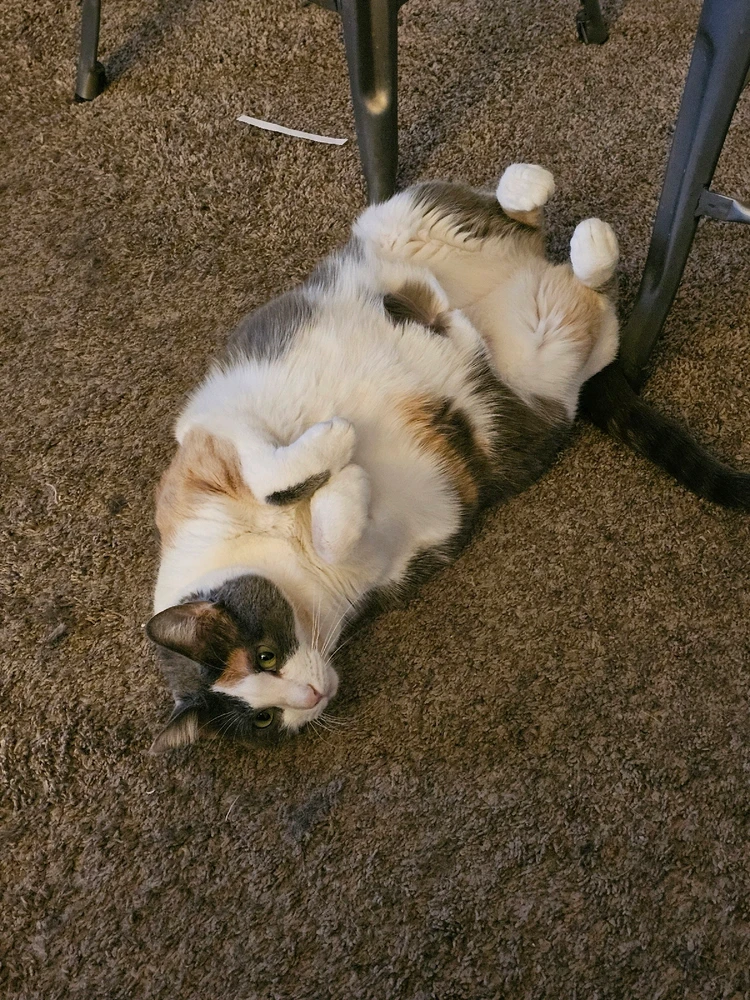 Image uploaded by Josh