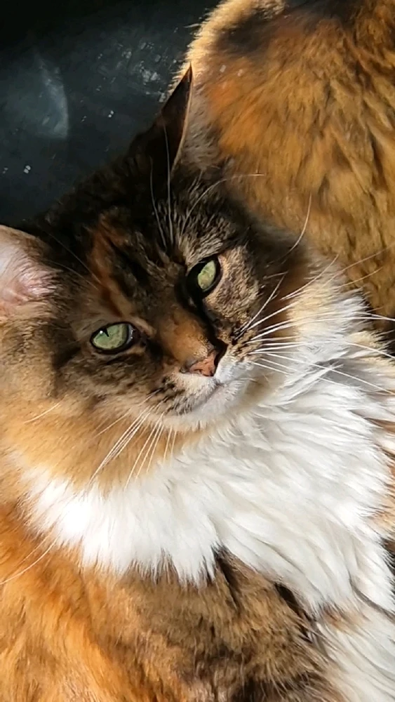 GIF uploaded by Chris Dunne