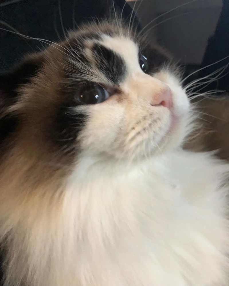 GIF uploaded by Moose