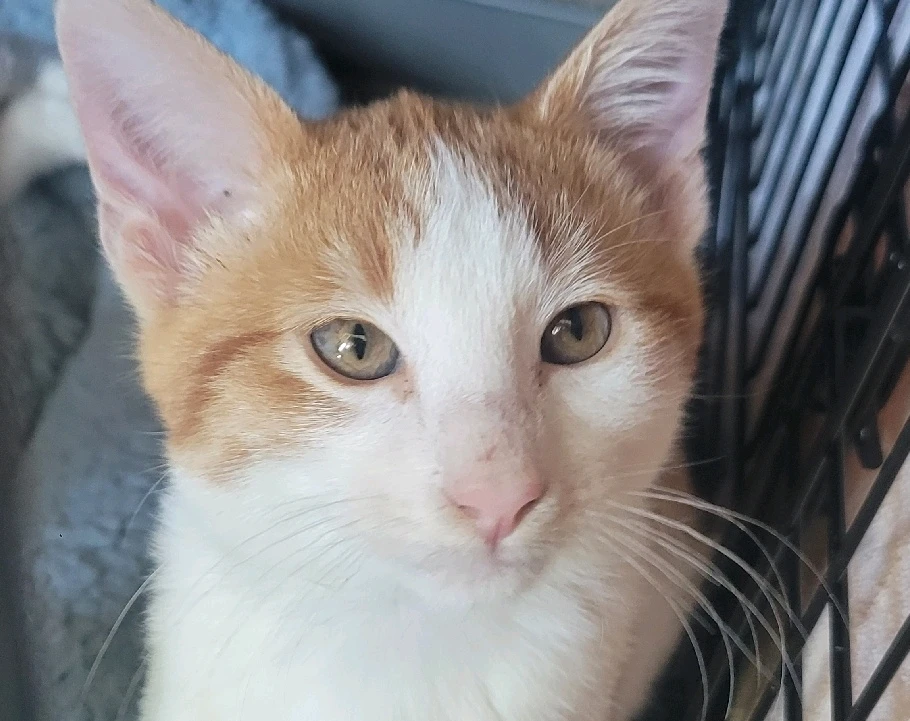 Image uploaded by 𔓎ꑀꌅ꒐ꈵꁲ𔓎