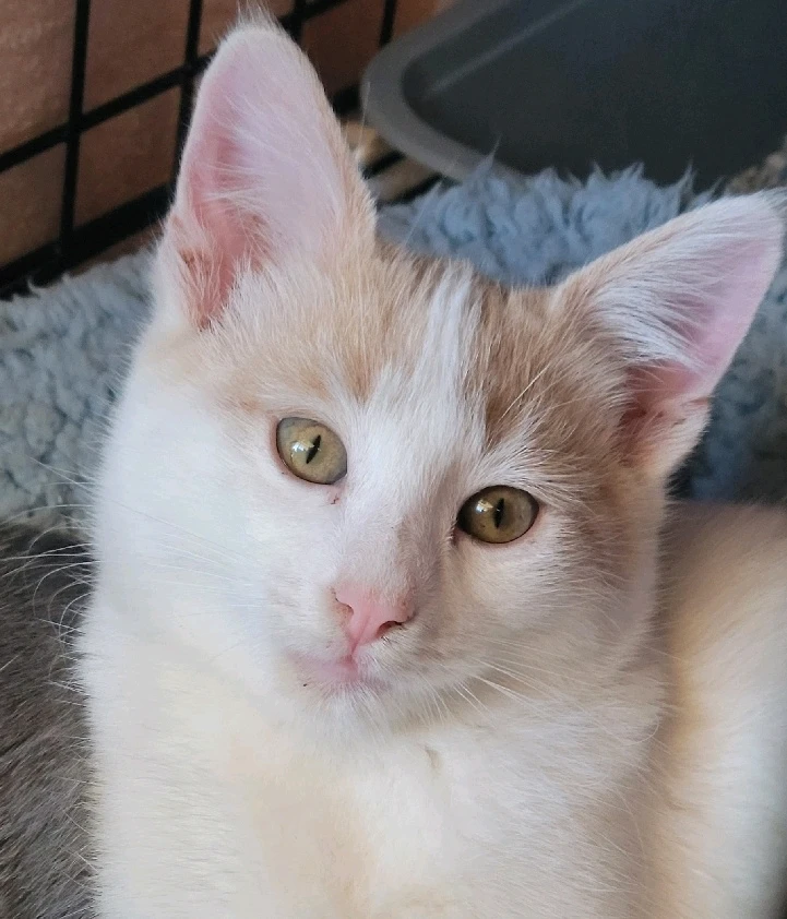 Image uploaded by 𔓎ꑀꌅ꒐ꈵꁲ𔓎