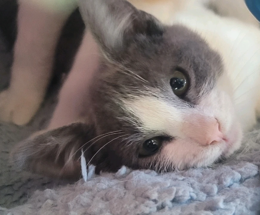 Image uploaded by 𔓎ꑀꌅ꒐ꈵꁲ𔓎