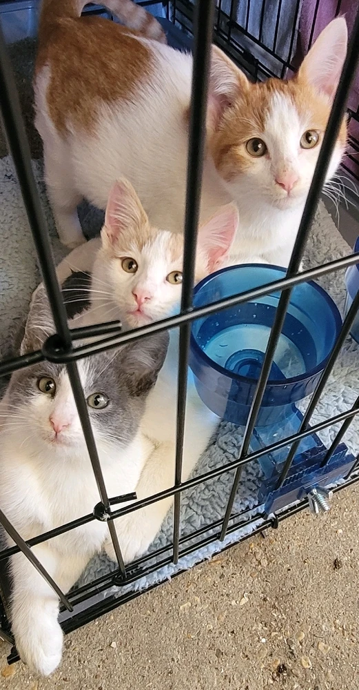 Image uploaded by 𔓎ꑀꌅ꒐ꈵꁲ𔓎