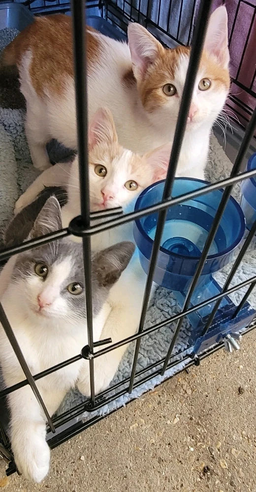 Image uploaded by 𔓎ꑀꌅ꒐ꈵꁲ𔓎