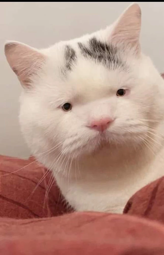 GIF uploaded by 𝔇𝔦𝔞𝔫𝔞