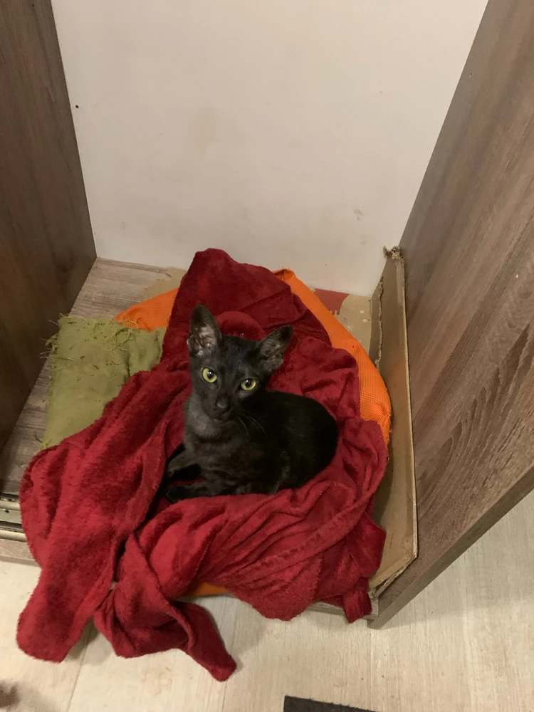 GIF uploaded by Рунгерд