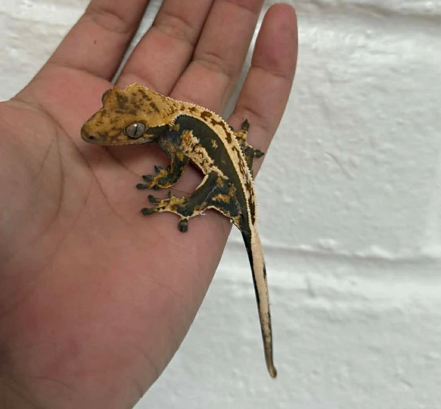 GIF uploaded by Arrissa