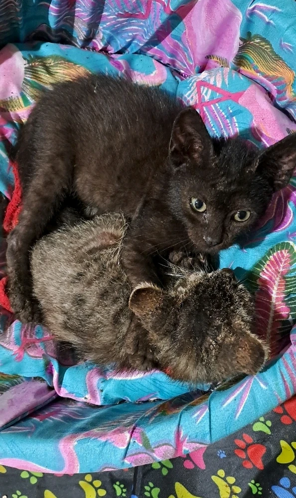 GIF uploaded by Mila