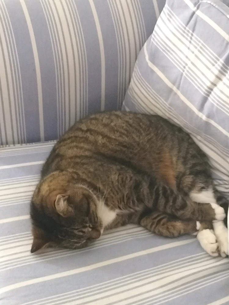 GIF uploaded by Button