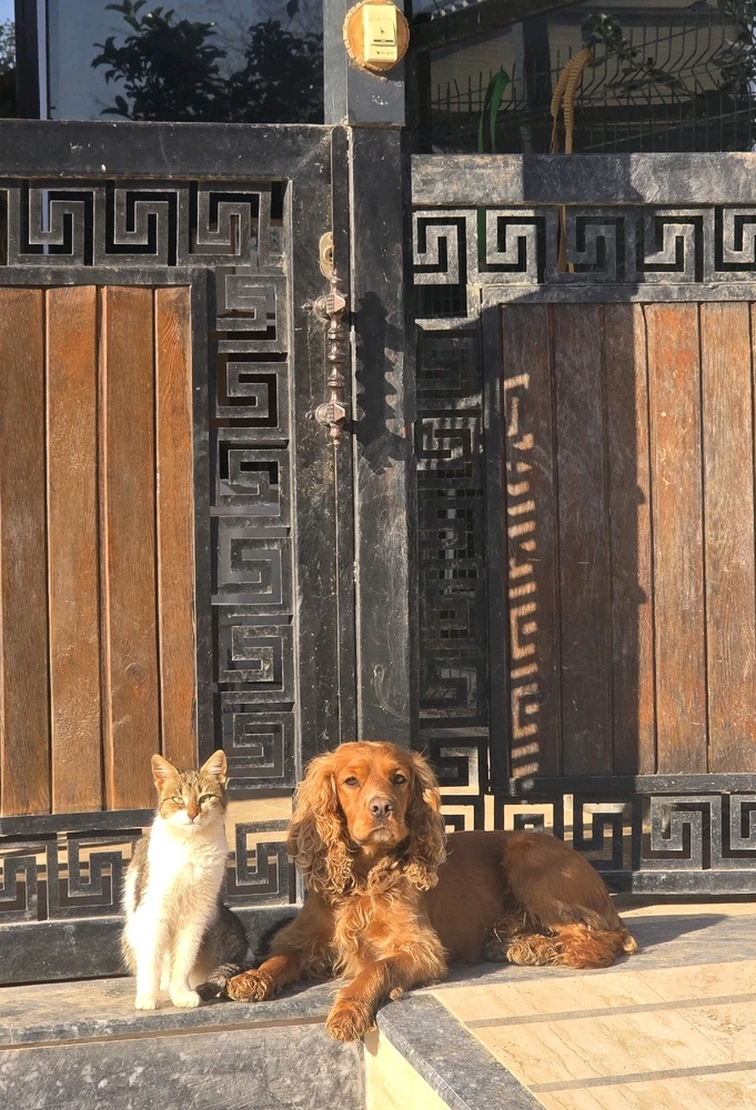 Celalettin tarafından yüklenen GIF