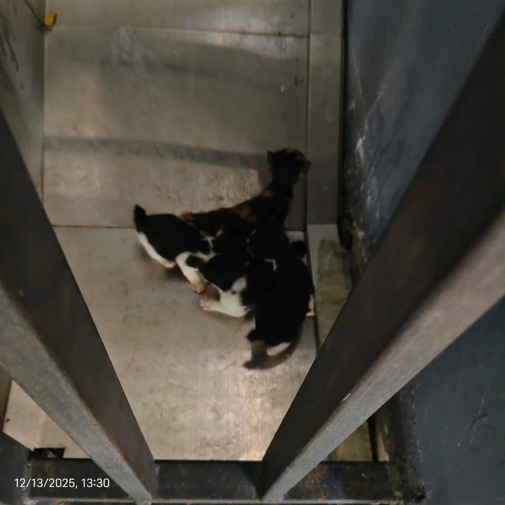 Image uploaded by Duloh Joyodimejo