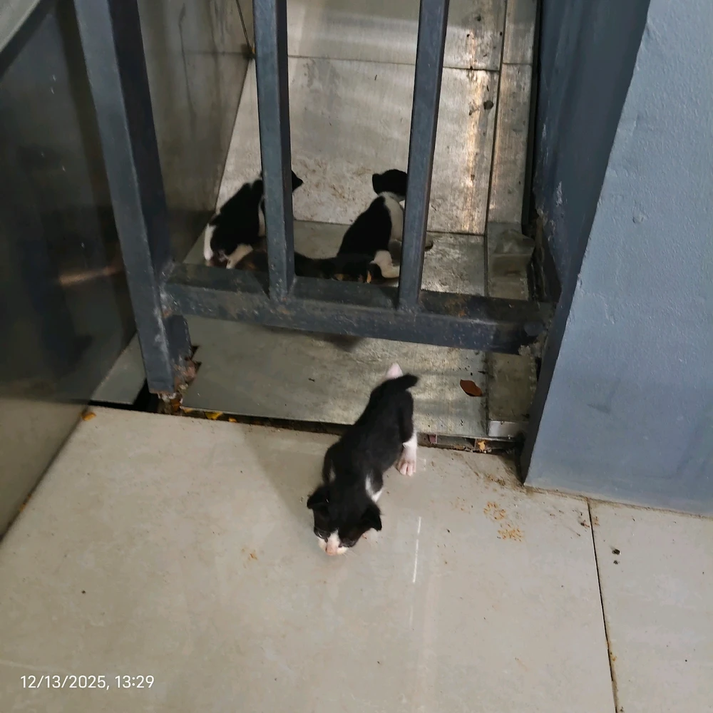 Image uploaded by Duloh Joyodimejo