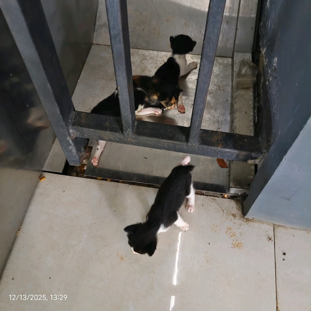 Image uploaded by Duloh Joyodimejo