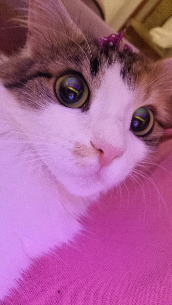 Image uploaded by King