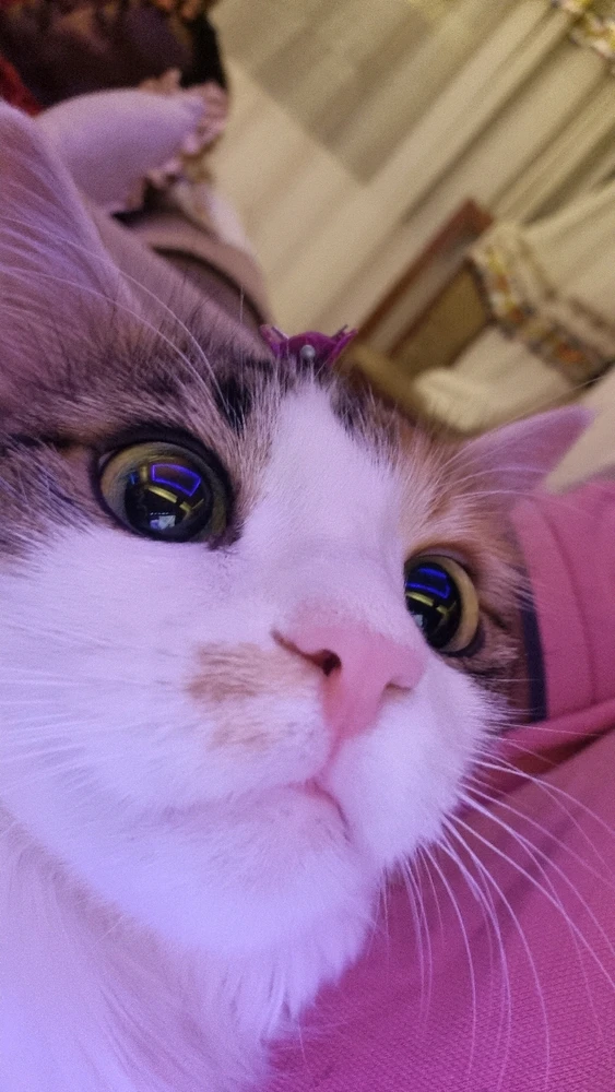 Image uploaded by King