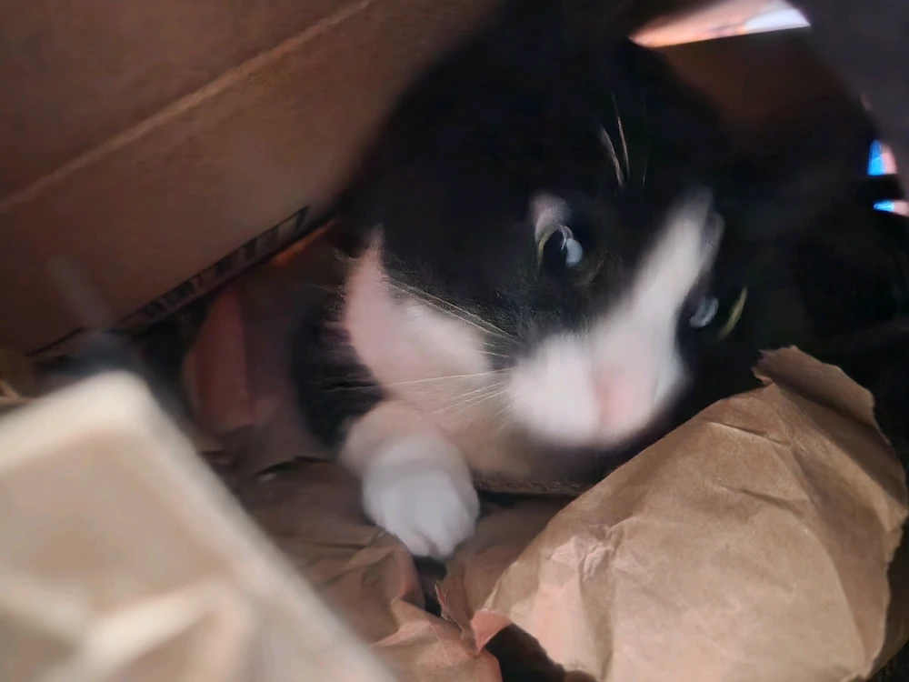 Image uploaded by Vyxian