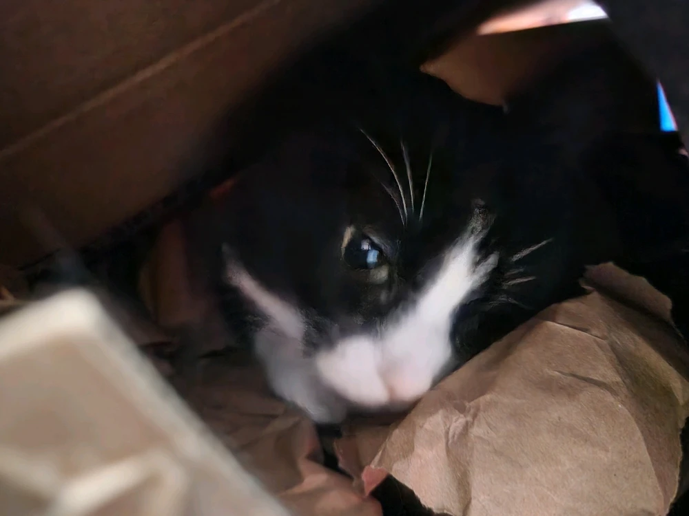 Image uploaded by Vyxian