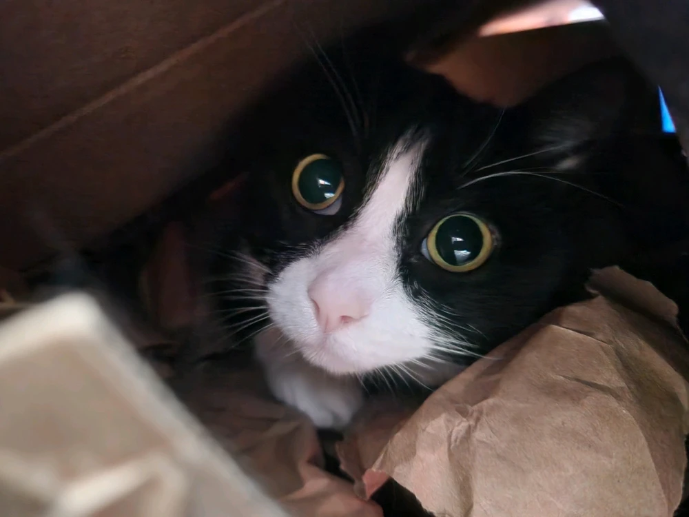 Image uploaded by Vyxian