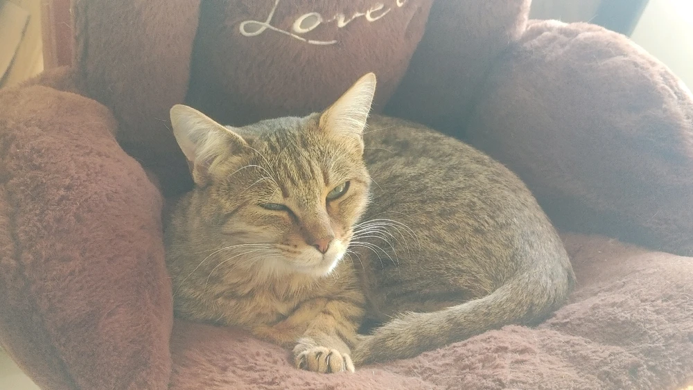 Image uploaded by ❤ Sophia aka Mango Mami ❤️