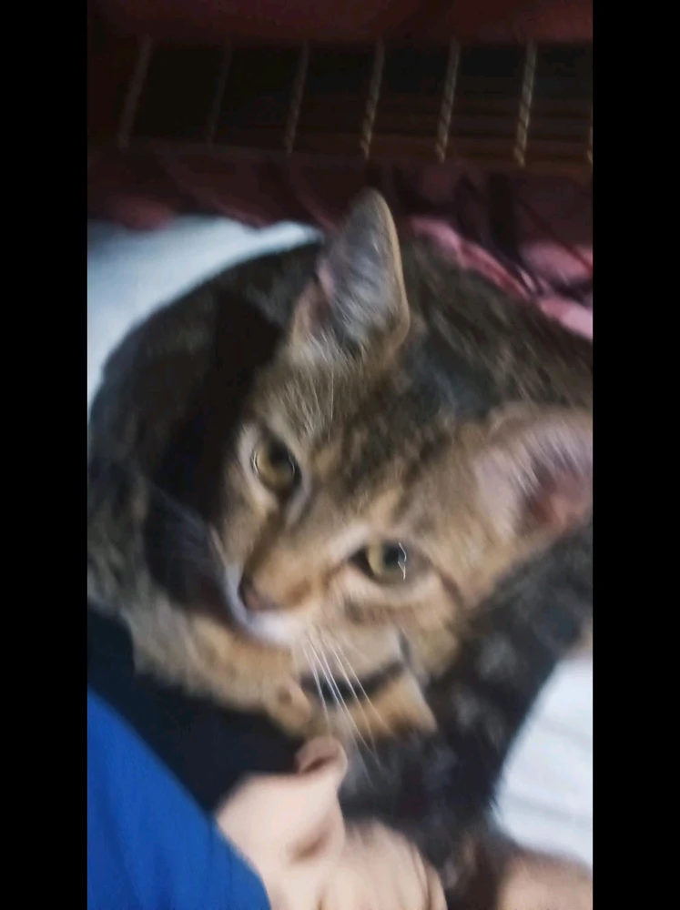 GIF diunggah dening Isac