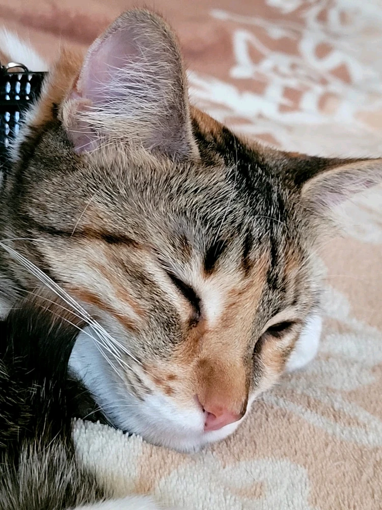 GIF diunggah dening Fer