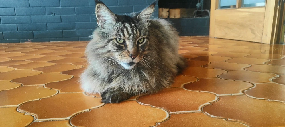 GIF uploaded by Carlo Alberto