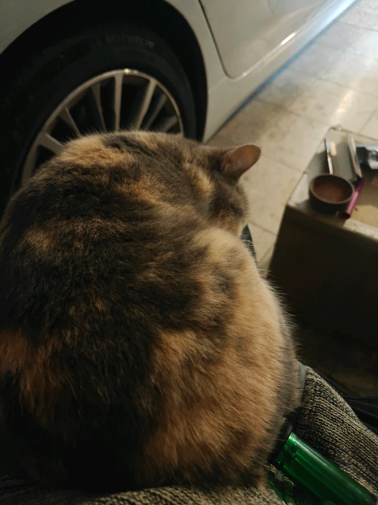 GIF diunggah dening Iddo