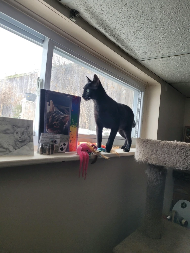 GIF uploaded by Caleb