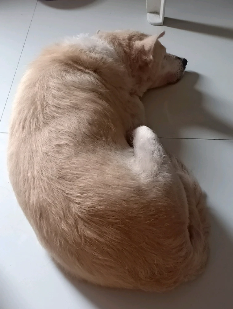 GIF uploaded by Abena Buena Voz