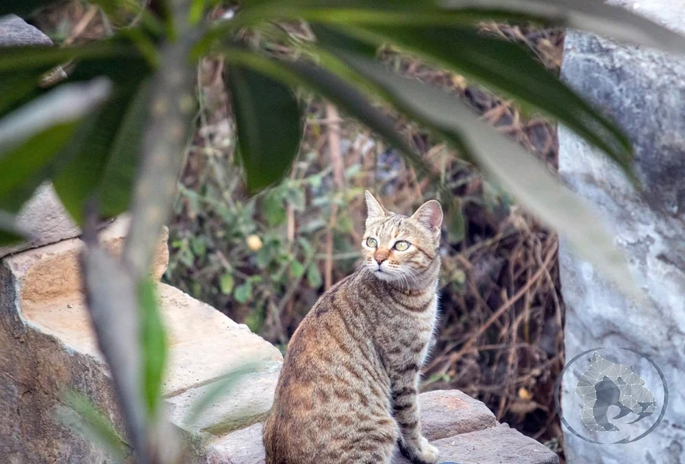 GIF uploaded by Max Drew / Raman