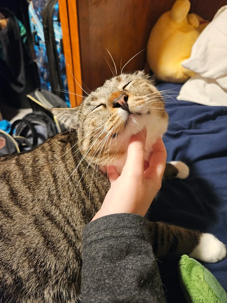 Gambar diunggah dening Mackenzie (Nightshade)