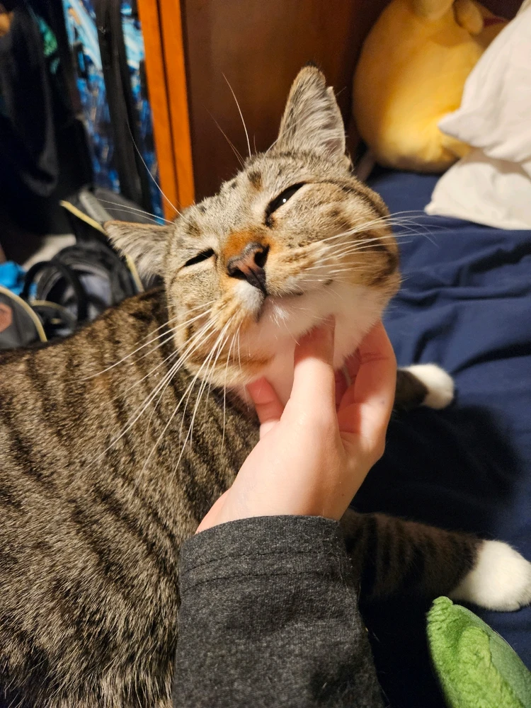 Gambar diunggah dening Mackenzie (Nightshade)