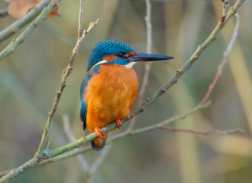 Gambar diunggah dening Richard